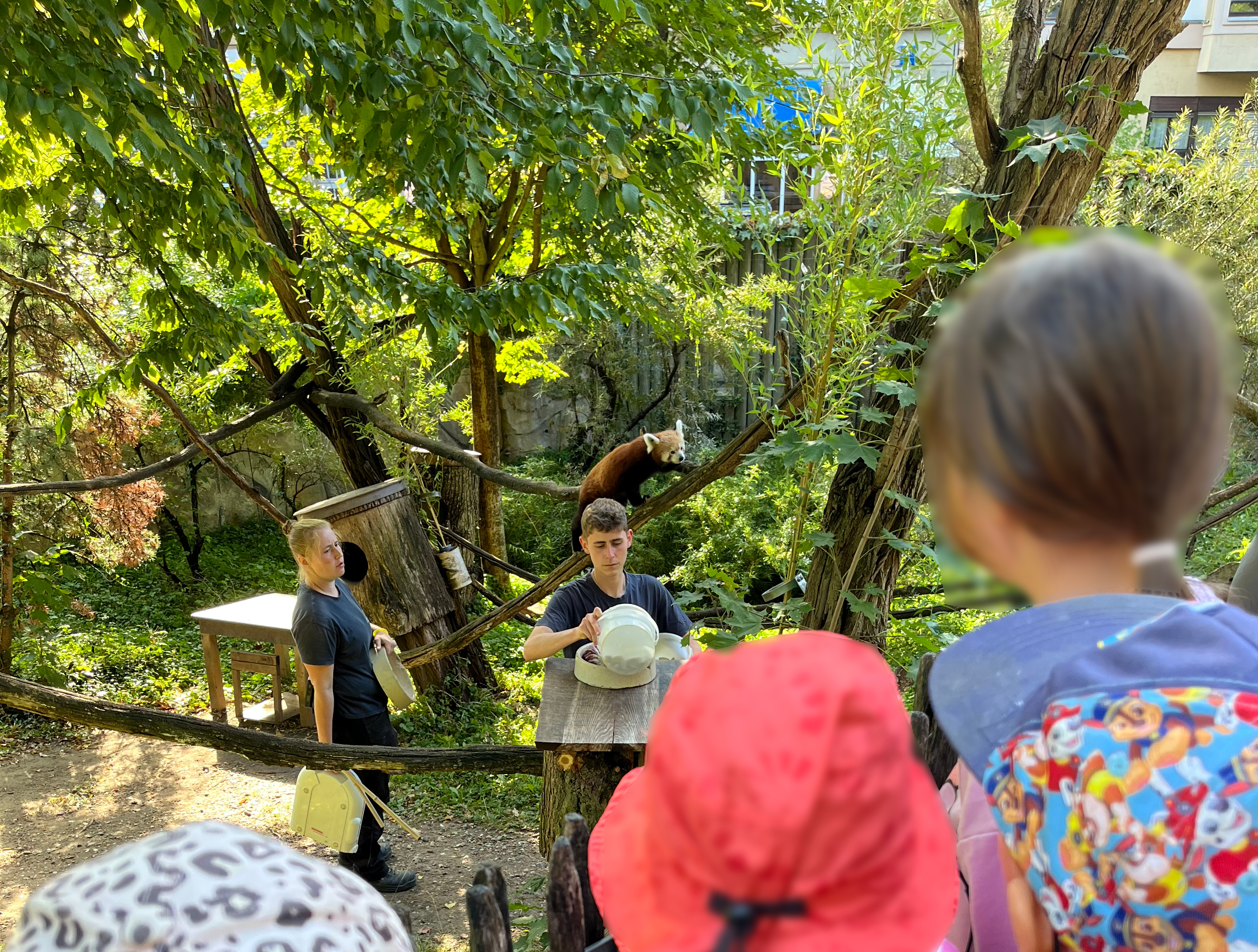 Die Fütterung der Roten Pandas