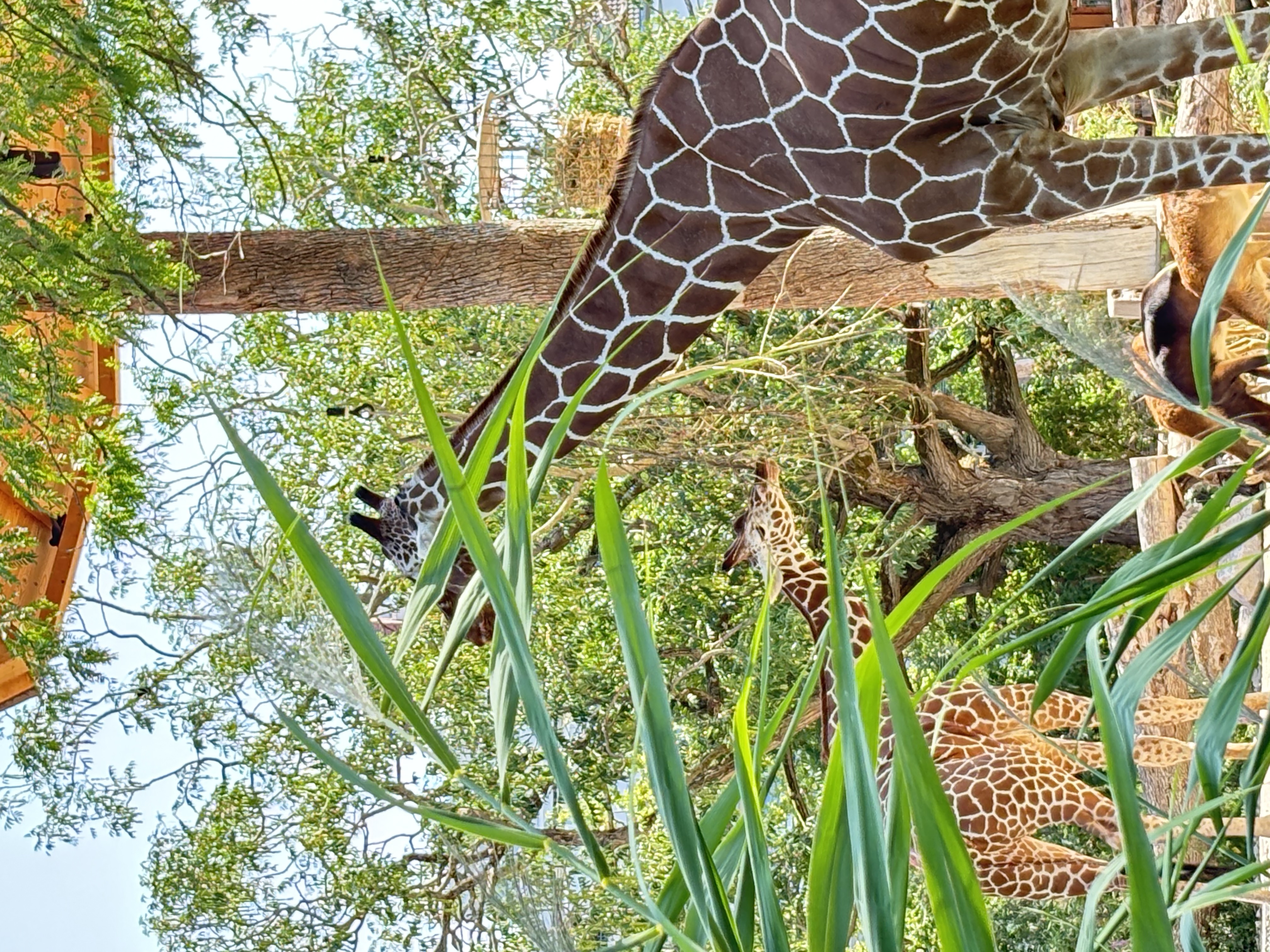 Die beeindruckenden Giraffen